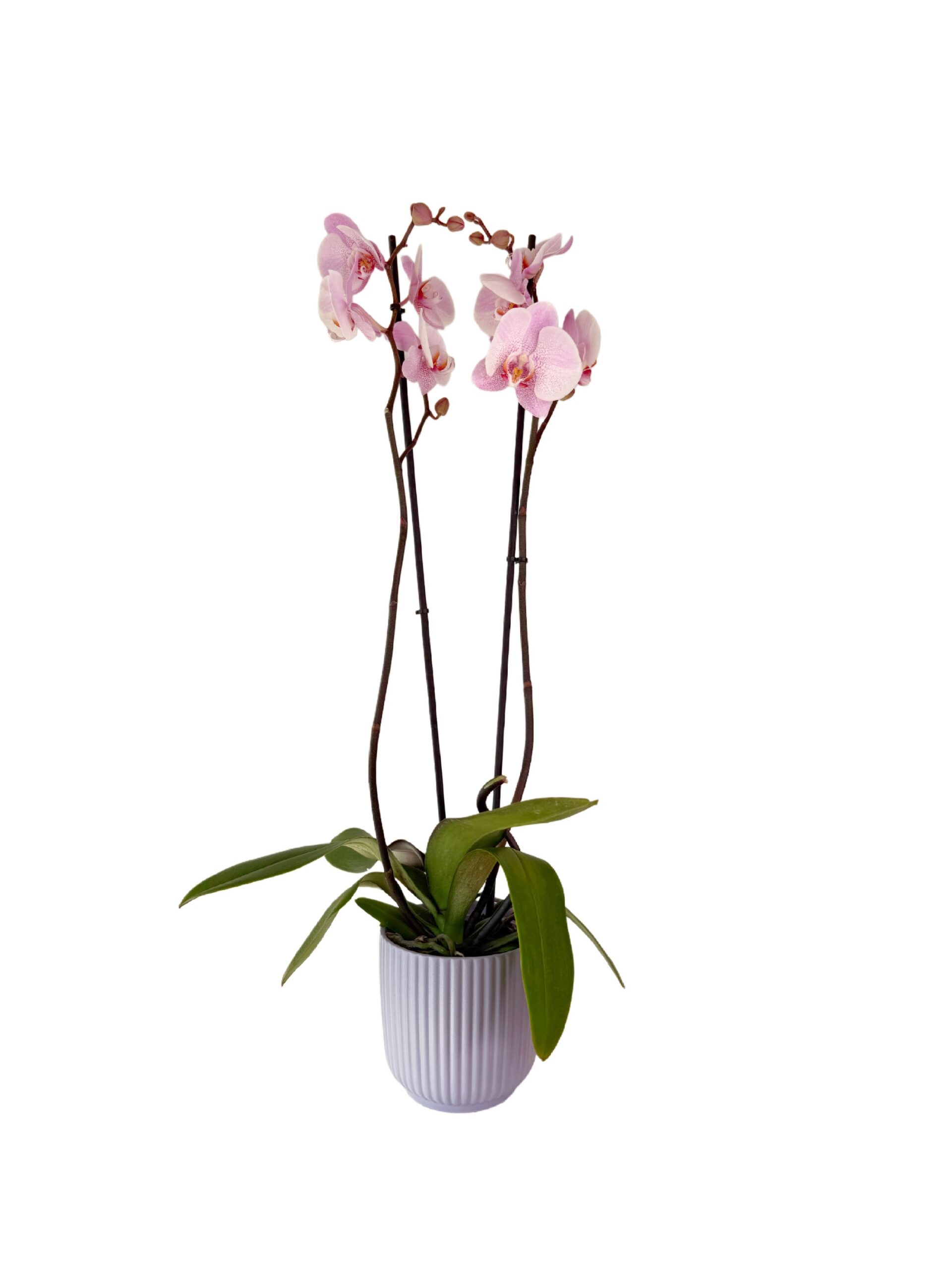Lavender-Luxe-2-1-scaled Lavender-Luxe-2-1-scaled