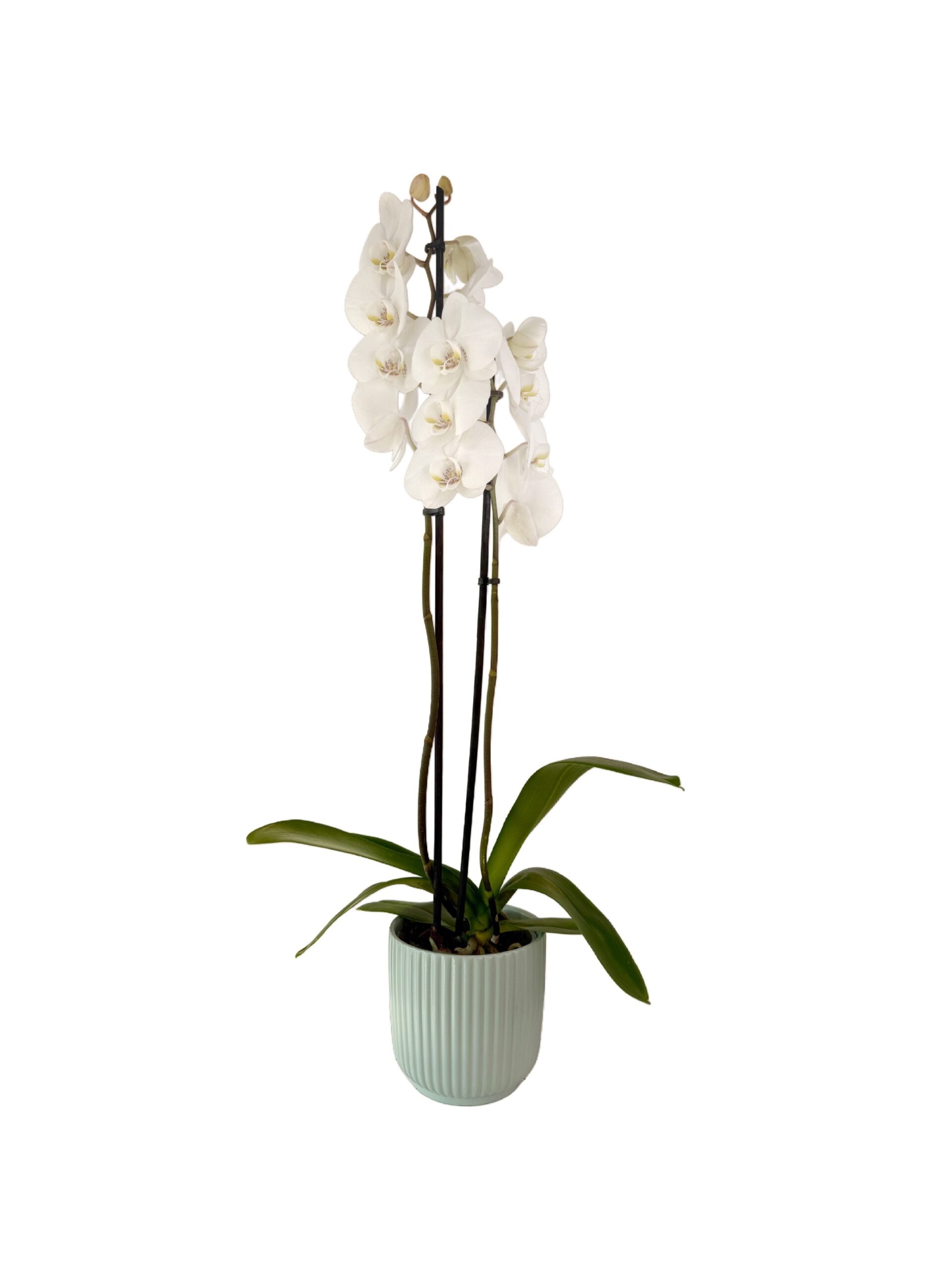 Mint-Medley-2-2-scaled Mint-Medley-2-2-scaled