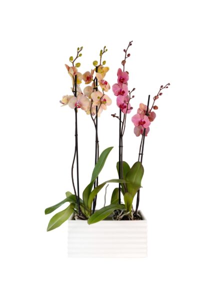 Peach-Blossom2-2