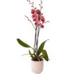 Powder-Pink3-2-scaled