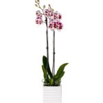 Spotlight-2-scaled