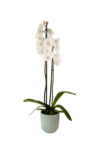 Mint-Medley-2-2-scaled-1