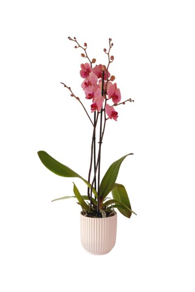 Powder-Pink3-2-scaled-1