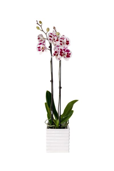 Spotlight-2-scaled-1