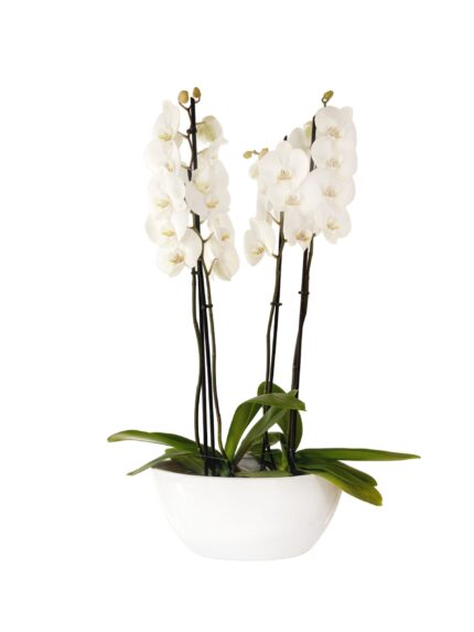Swan-Elegance-2-scaled-1
